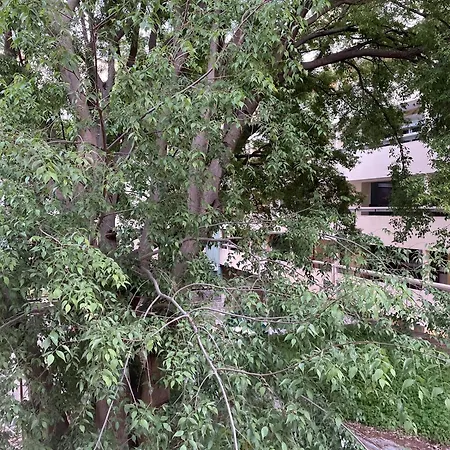 Lejlighed 'one Tree' Apartment, Old Town