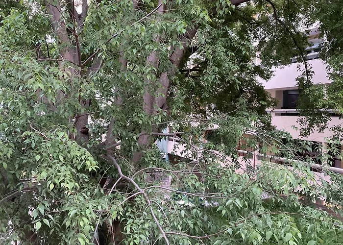 Lägenhet 'one Tree' Apartment, Old Town